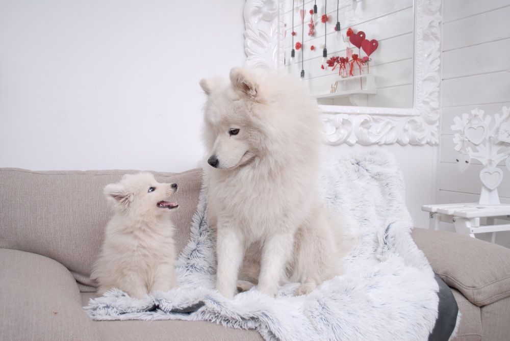 Самоед Вязка с самоедом