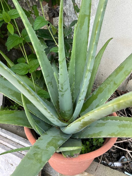 Folha aloé vera natural