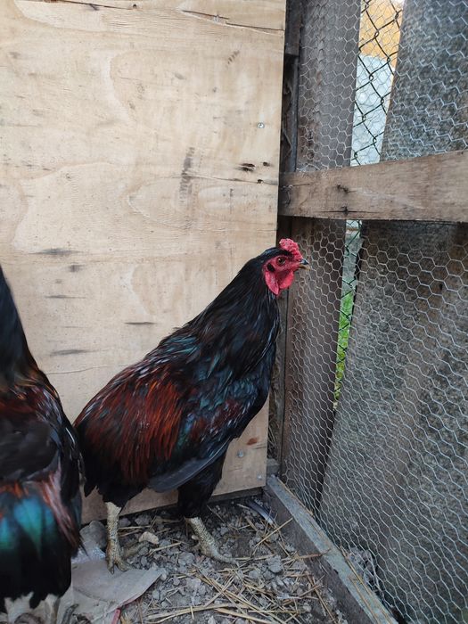 Galos de raça Araucana