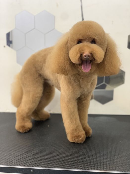 Стрижка  груминг собак и котов Кривой Рог