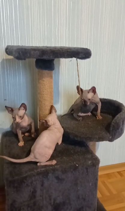 Кошенята канадськрго сфінкса