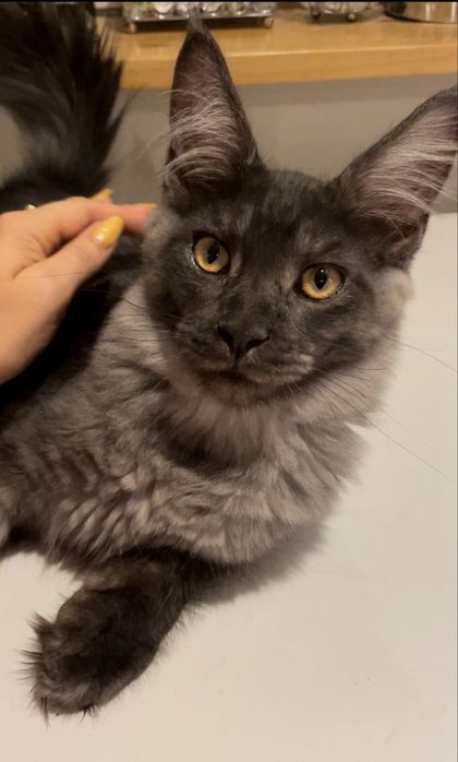 Dymny Aragon of Coty Coli