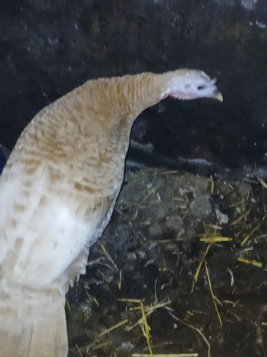 Продам  2х річні індички