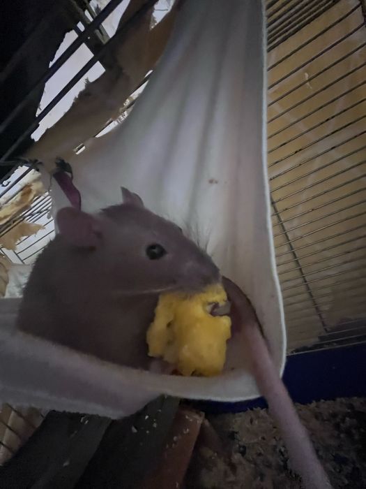 продам пацючків з кліткою