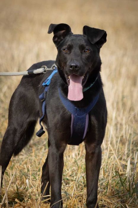 Ronnie - piękny, aktywny, proludzki pies ADOPCJA