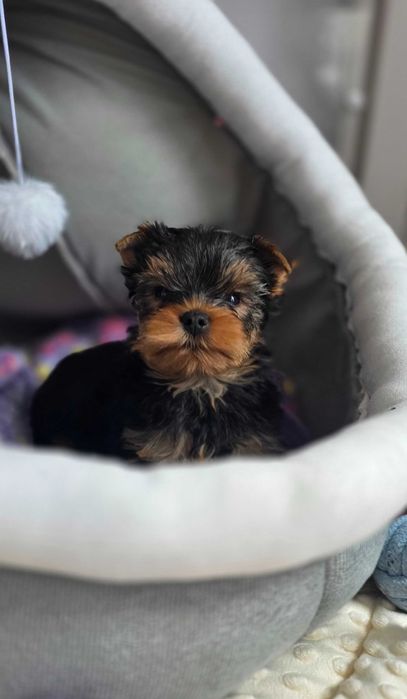 Yorkshire Terrier malutki piesek rodzice Champion