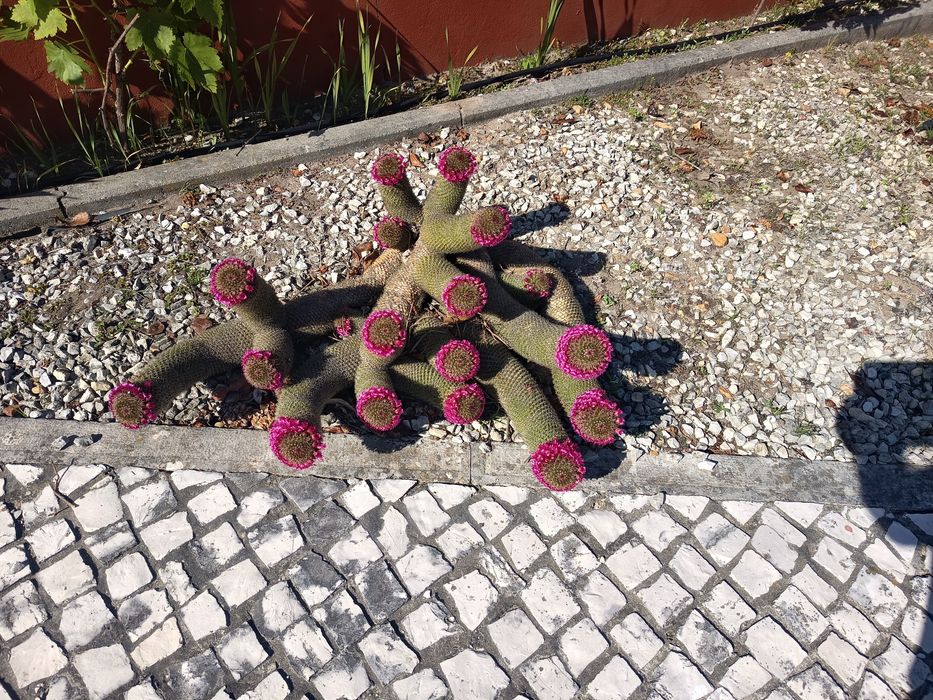Cato para o teu jardim