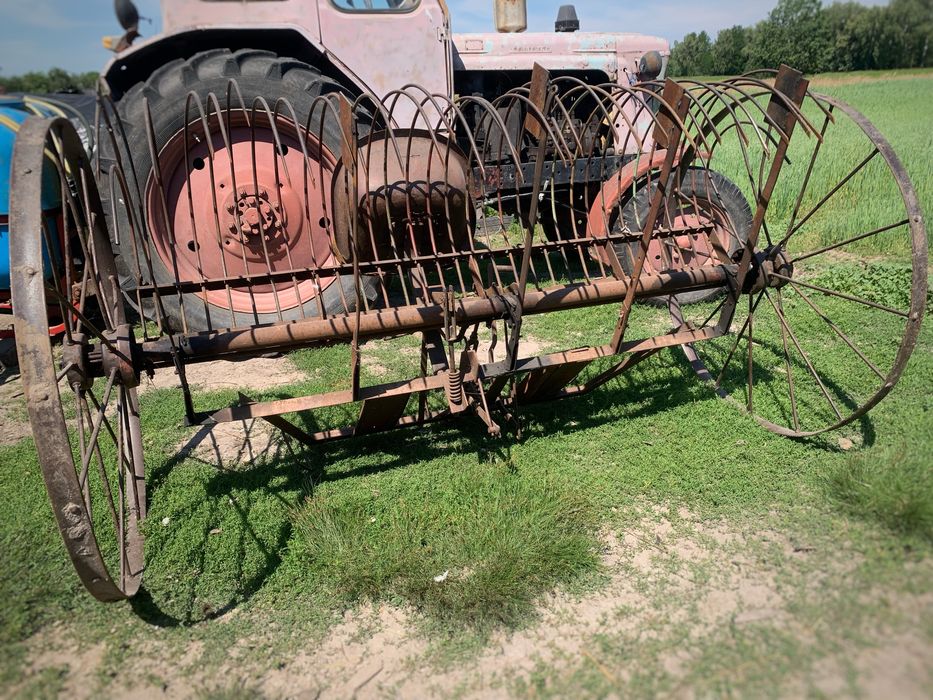 кінна грибачка