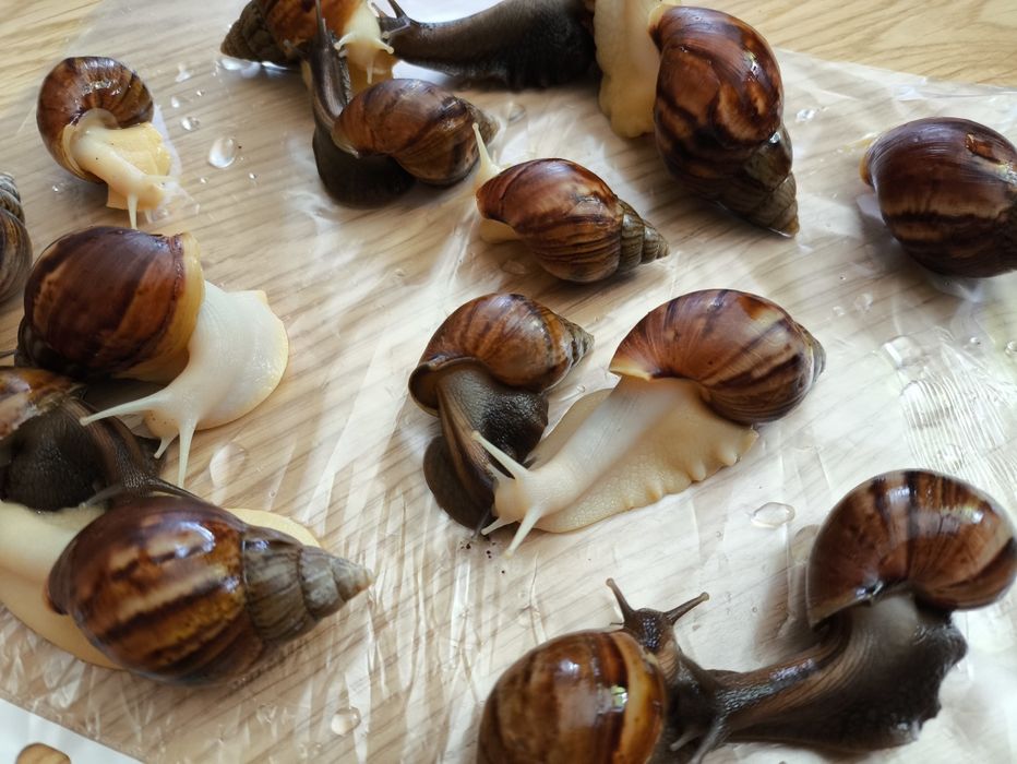 Равлики Ахатини, 1 та 5 років