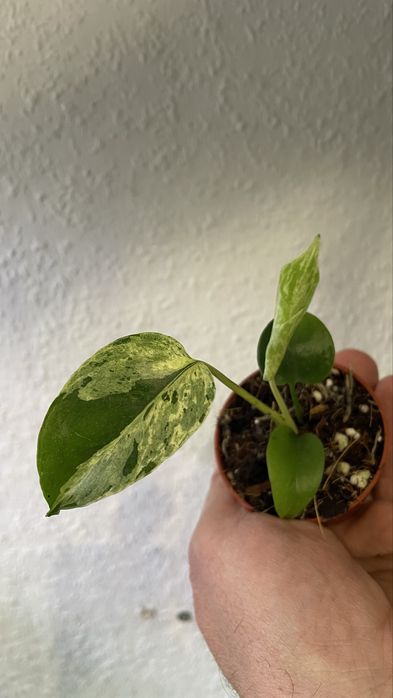 Monstra bulbasuar hit !!!