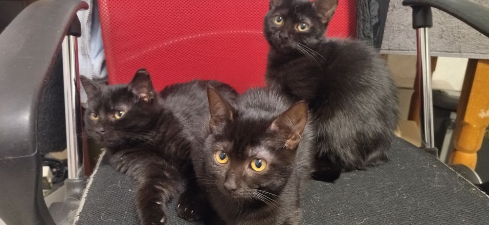 Котята ищут семьи