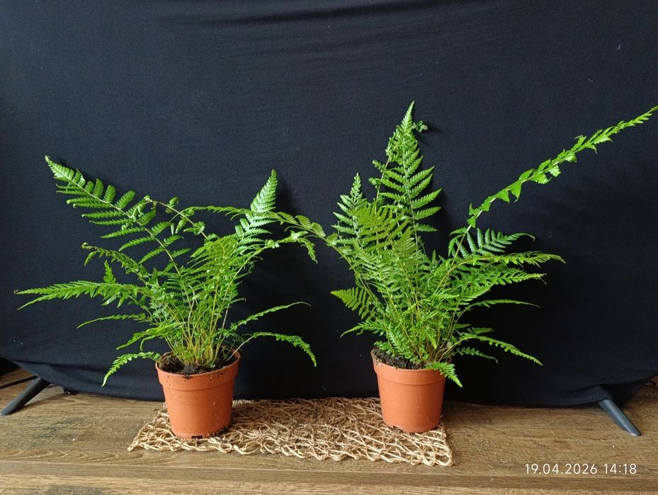 Диксонія (Dicksonia) — рід папоротей, ряду Filicales вид папороті кімнатної