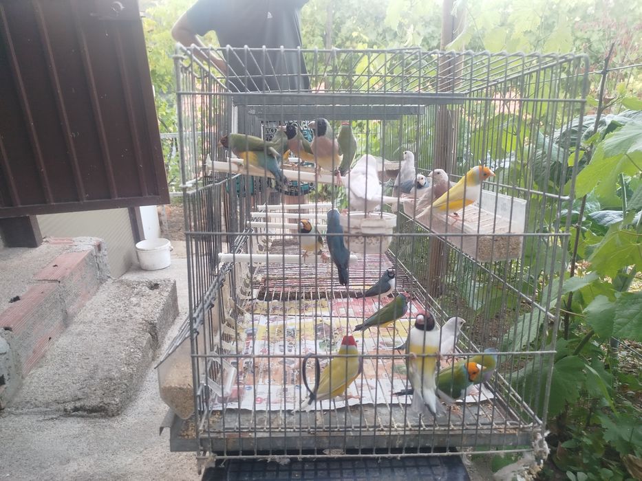 Diamantes de Gould
