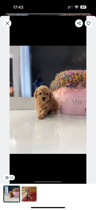 ‼️ .Мальтипу ф1 міні донечкu+ карамель red brown . з чіпoм