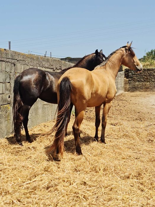 Poldras Lusitanas com 2 anos