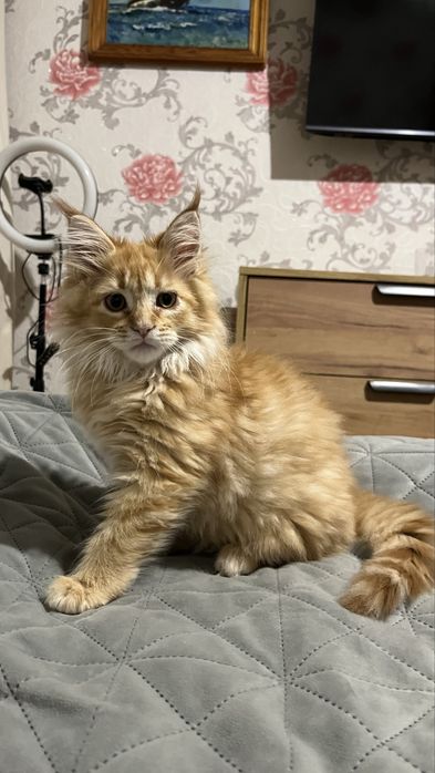 Красная рыжая Девочка мейн-кун