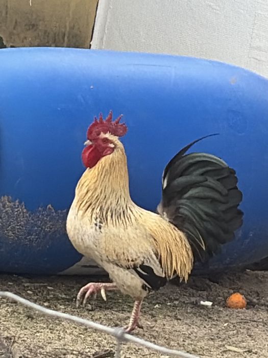 Garnises  varias cores