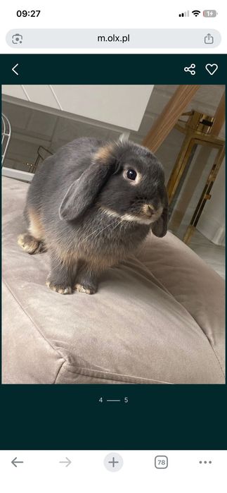 Piękny królik mini lop