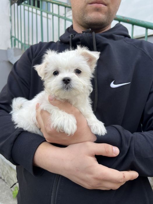 Мальтійська болонка. Мальтезе