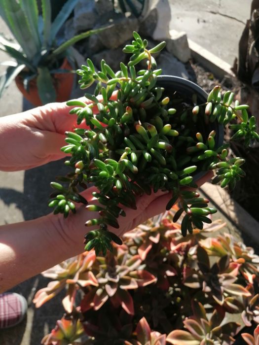 Suculenta - dedinho de moça (traduzido do inglês)