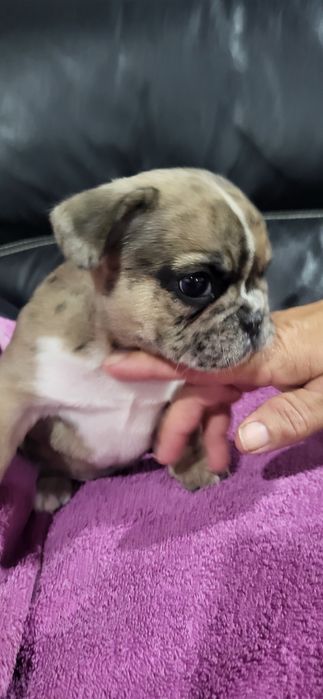 Bulldog francês meiginho