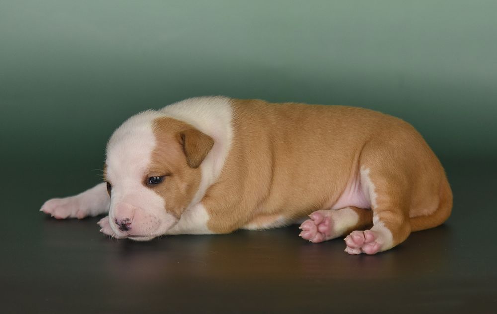 Дівчинка амстафф