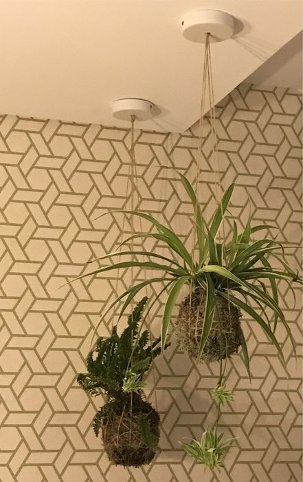 Vende-se plantas em kokedamas