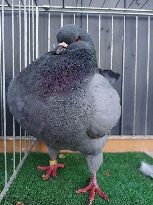 Gołębie Kingi - niebieski samiec 2023