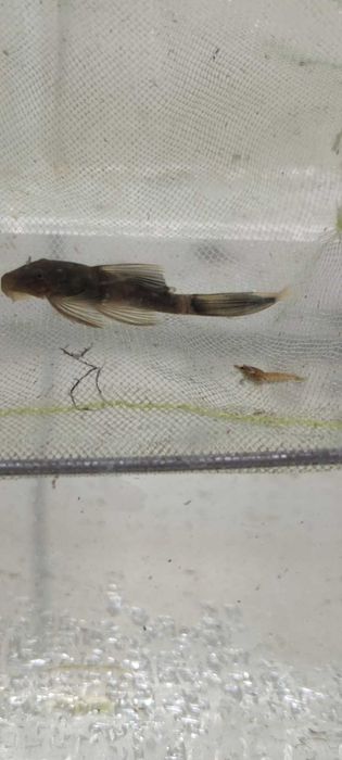 Продам L-сомов "Зелёный дракон"