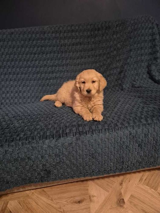 Szczenieta Golden Retrivier
