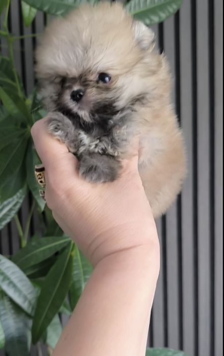 Spitz Anão.Lulu da Pomerânia.  Coreano.Super Mini Lop e Afixo.Perfeito