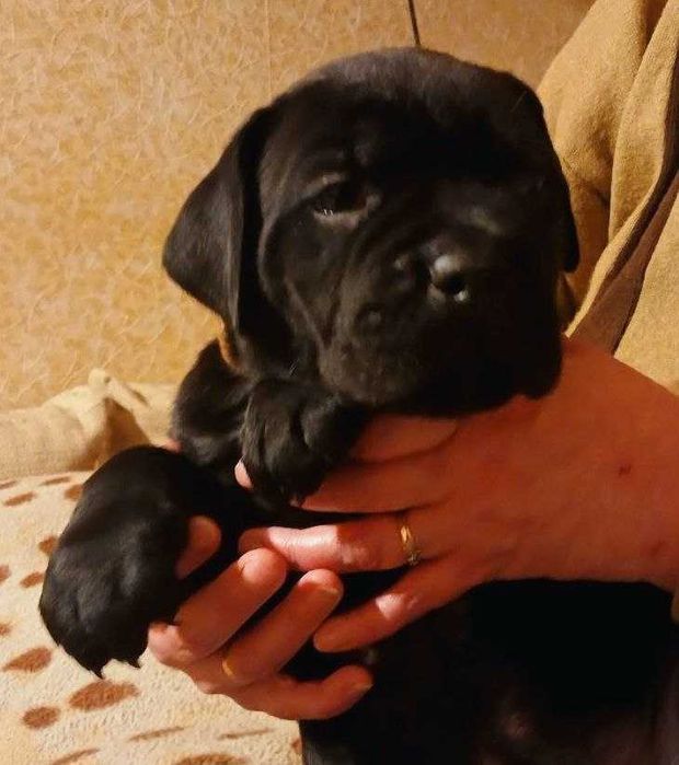 Цуценята кане корсо