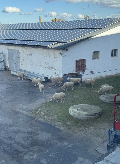 Овцы, порода Мериноландшаф