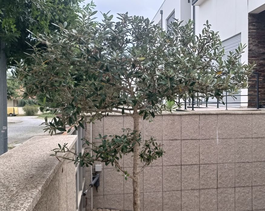 Oliveira em vaso