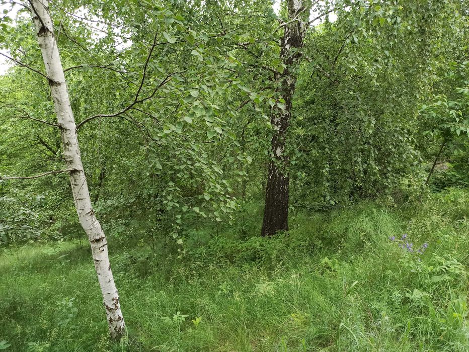 Ділянка в с.Гвоздів