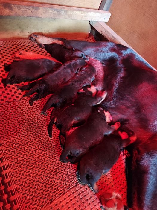 Rottweiler szczeniak