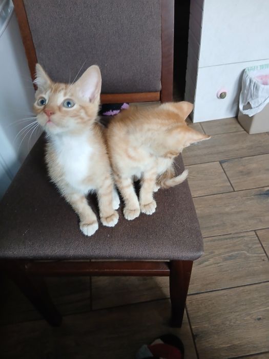 Котикі в добрі рукі