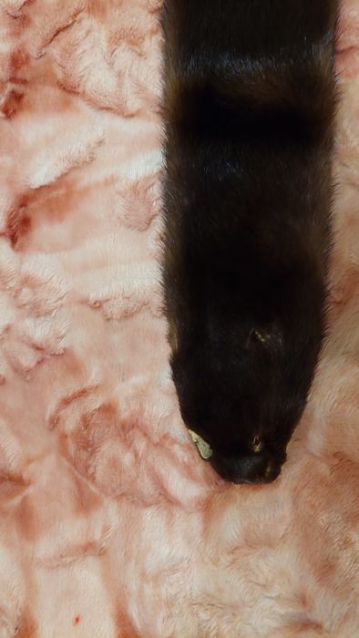 Продам шкурку норки