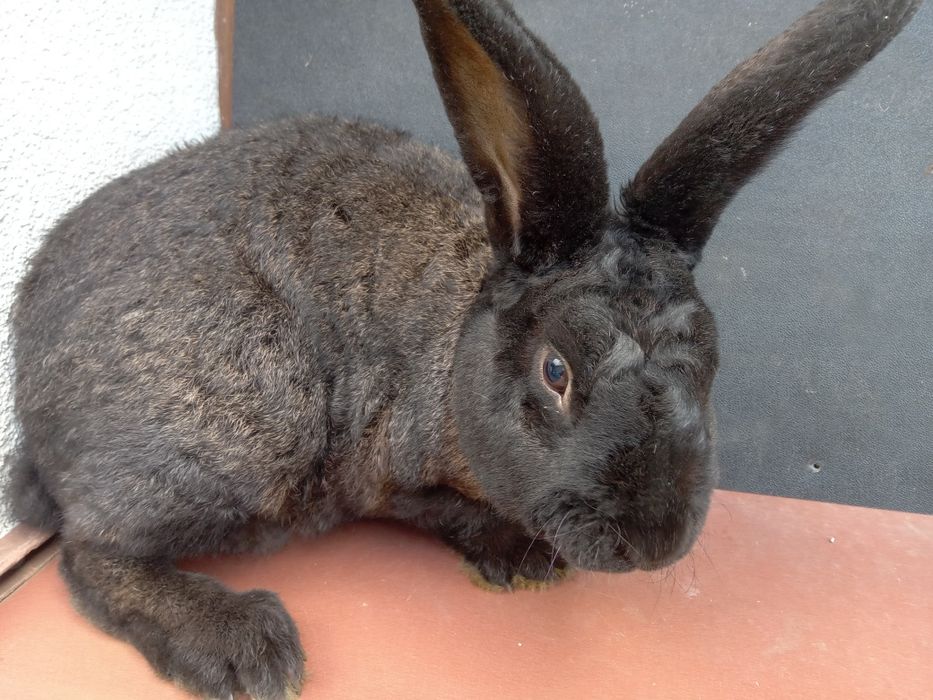 Samiec królika zamiana