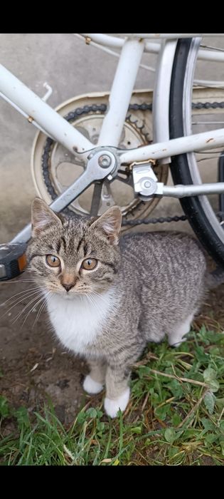 Oddam koty kotki kocurki i 1 kociczka