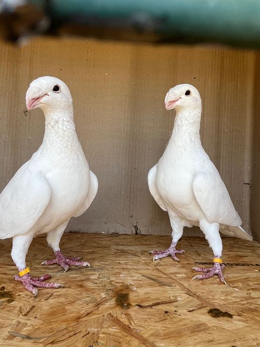 Pombos brancos beleza alemão