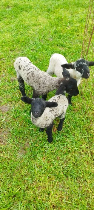 Ovelha sulfok com 2 anhos