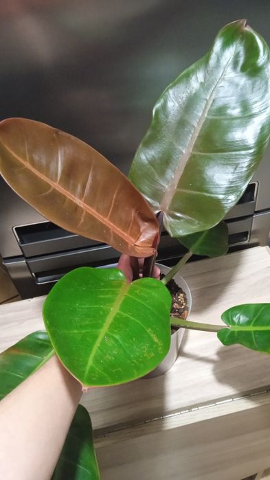 Філодендрон , Монстера, Епіпремнум