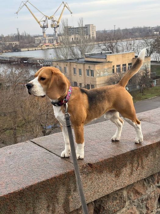Вязка кобель Бигль