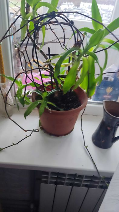 Вазон золотий вус.