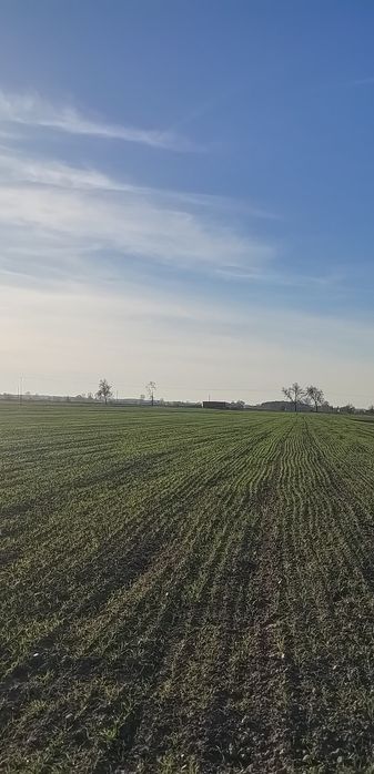 Sprzedam pszenicę rok po centrali