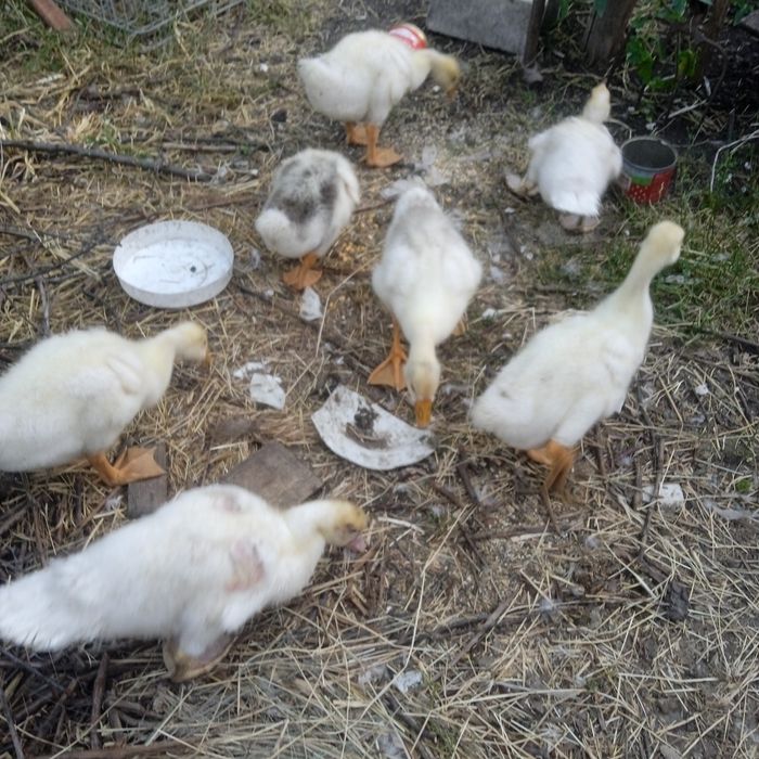 Гуси, качки шипуни