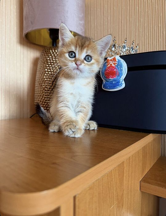 Осуществим вашу мечту!