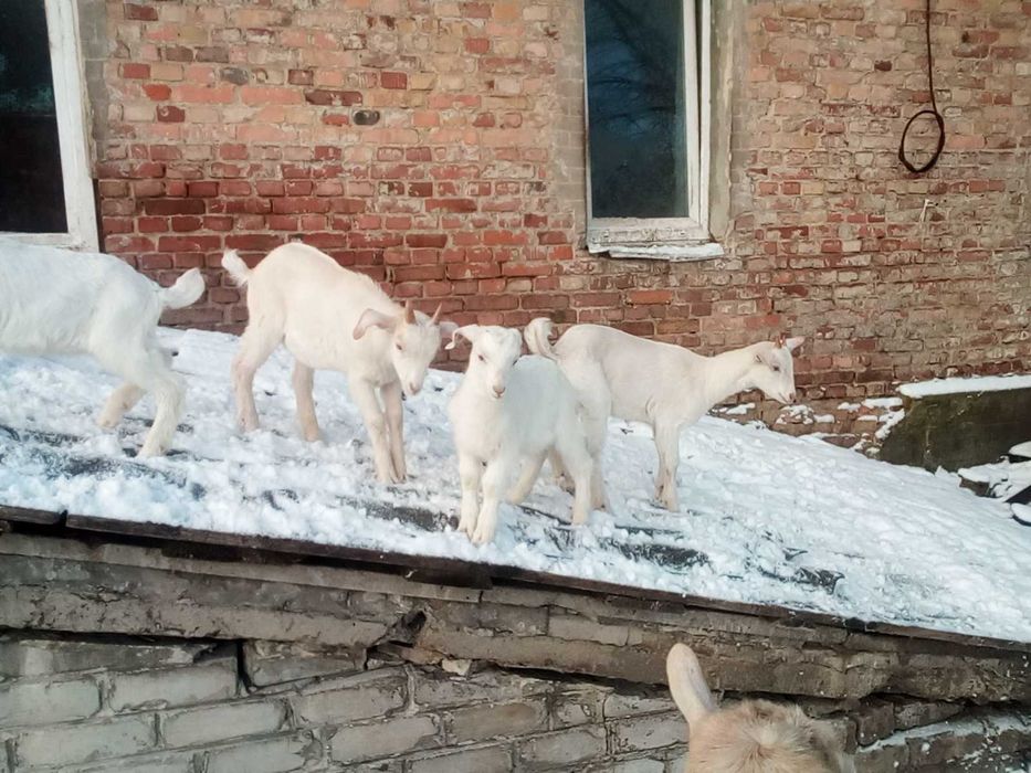 козы зааненско нубийские