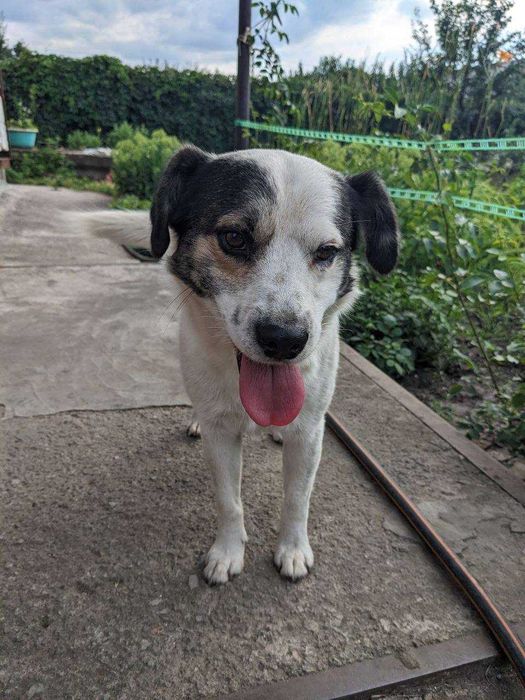 Песик Щеня Собака шукає сім'ю